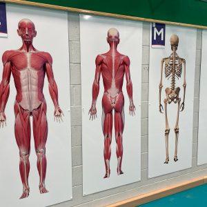 Muscular System White Board Wall Display for Secondary Schools