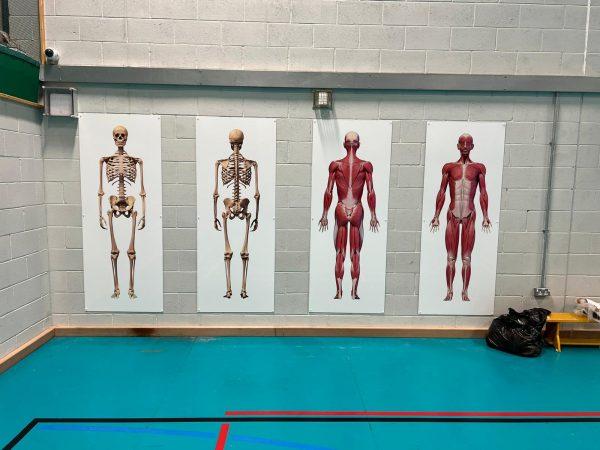 Skeletal System White Board Wall Display for Secondary Schools - Image 2