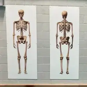 Skeletal System White Board Wall Display for Secondary Schools