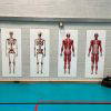 Skeletal System White Board Wall Display for Secondary Schools
