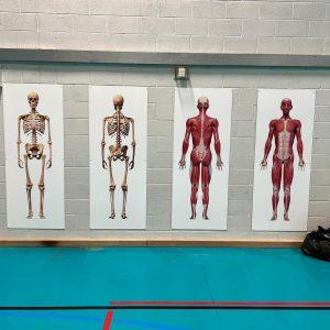 Skeletal System White Board Wall Display for Secondary Schools