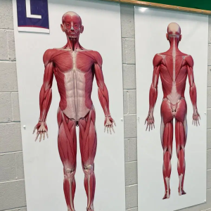 Muscular System White Board for Secondary Schools
