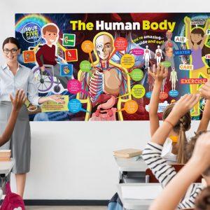 The Human Body Wall Display