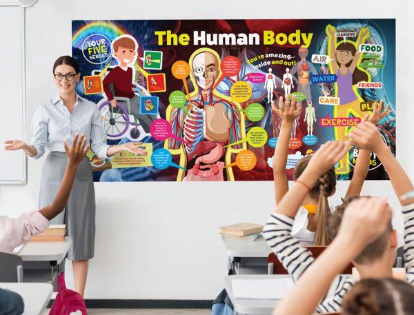 The Human Body Wall Display