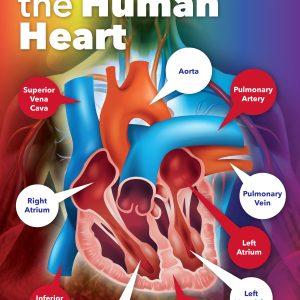 Anatomy of the Human Heart School Wall Display