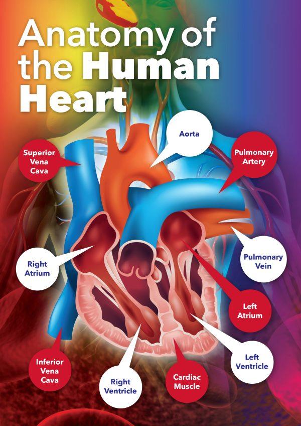 Anatomy of the Human Heart School Wall Display