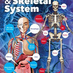 Human Body and Skeletal System School Wall Display