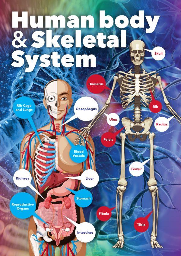 Human Body and Skeletal System School Wall Display