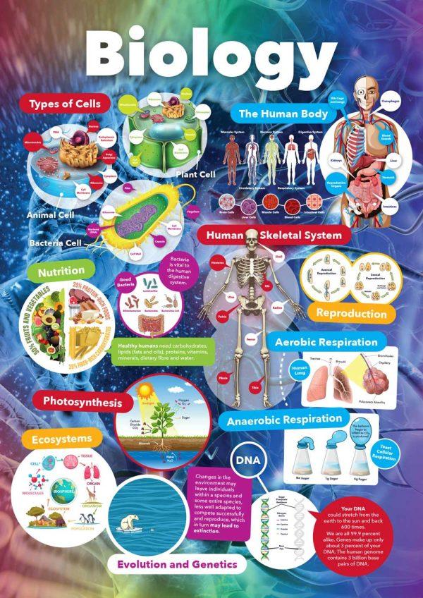 Science Curriculum Wall Display - Image 3