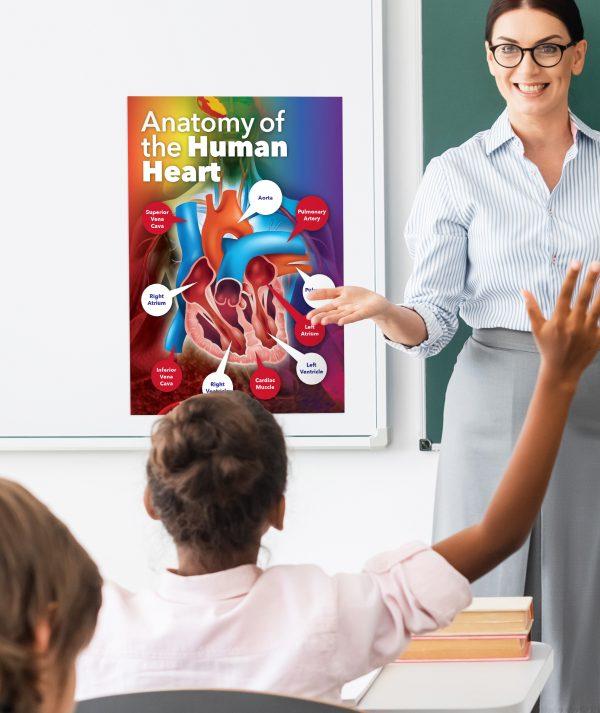 Anatomy of the Human Heart School Wall Display - Image 2